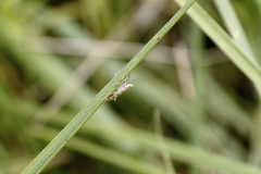 Epipagis fenestralis