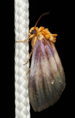 Eulithosia plesioglauca