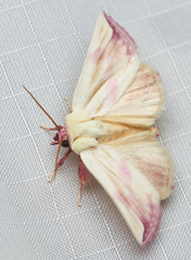 Thurberiphaga diffusa