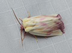 Thurberiphaga diffusa