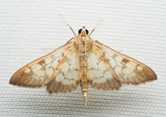 Mimorista subcostalis
