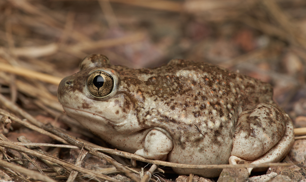 Western Spadefoots