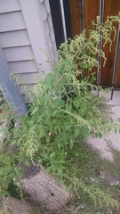 Chenopodium