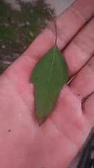 Chenopodium