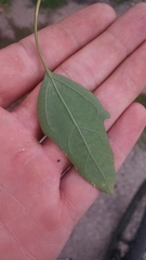 Chenopodium