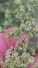 Chenopodium