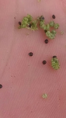 Chenopodium