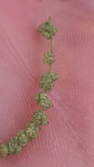 Chenopodium
