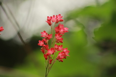 Heuchera sanguinea