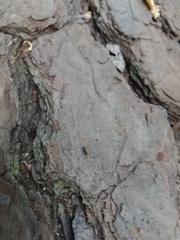 Camponotus pennsylvanicus