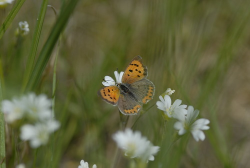 Small copper