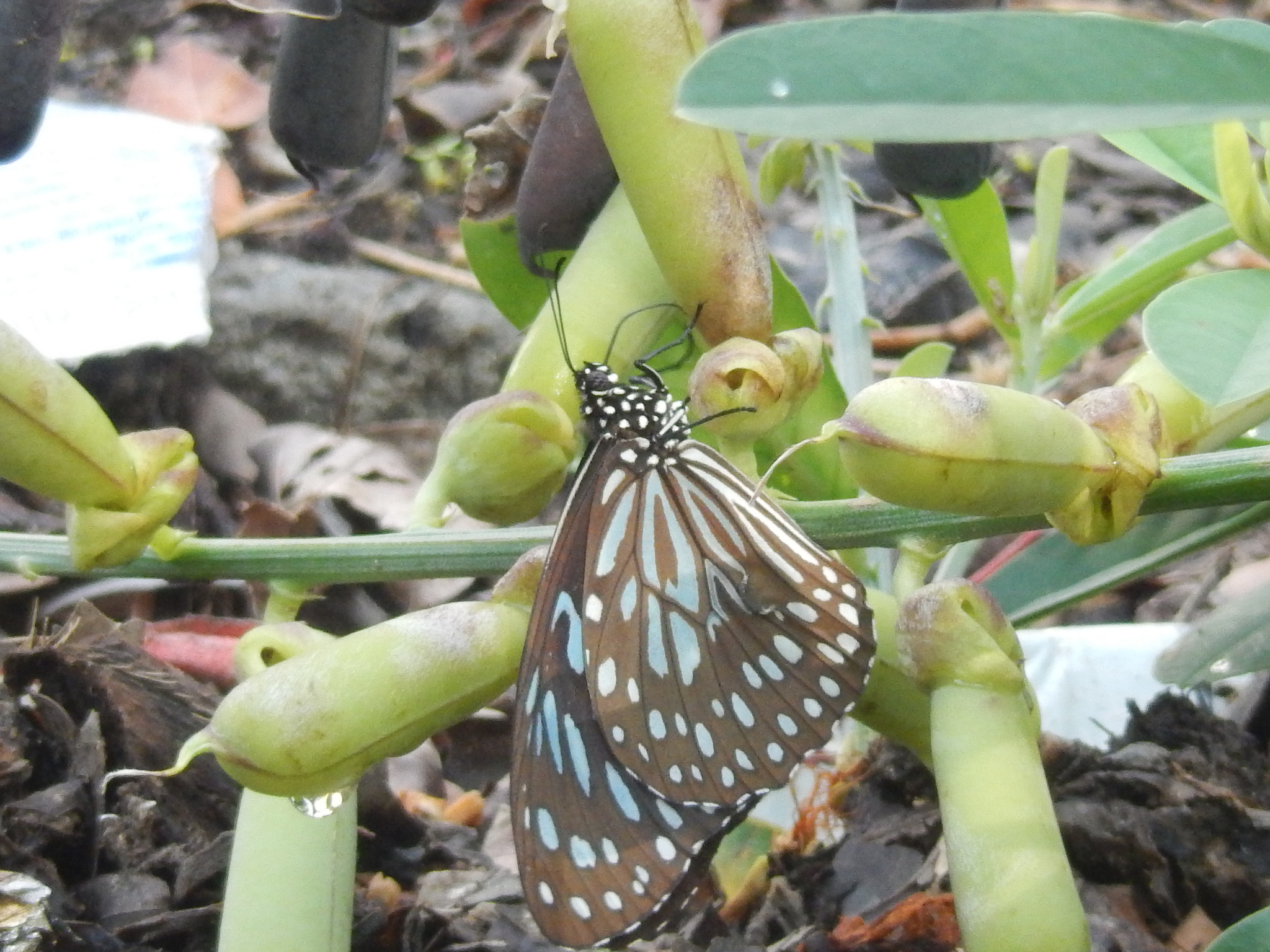 Dark Blue Tiger