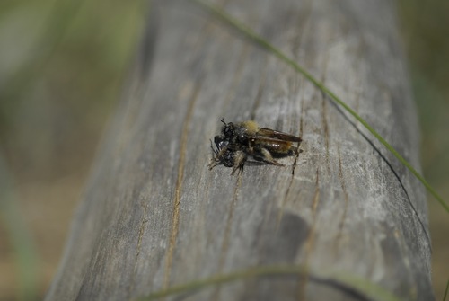 Bumblebee robberfly photo 2