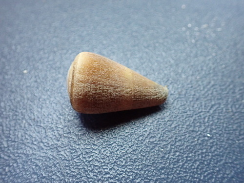 Conus flavidus, 2025-05-17
