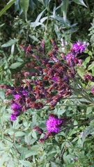 Vernonia gigantea