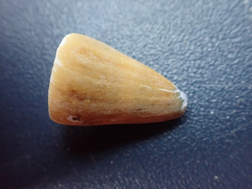 Conus flavidus, 2025-05-17
