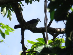 Pied Cuckoo-Dove photo 2