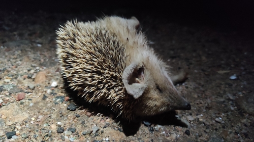 Long-eared Hedgehog