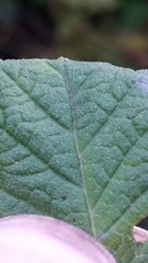 Lycopus europaeus
