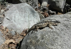 Stenocercus marmoratus