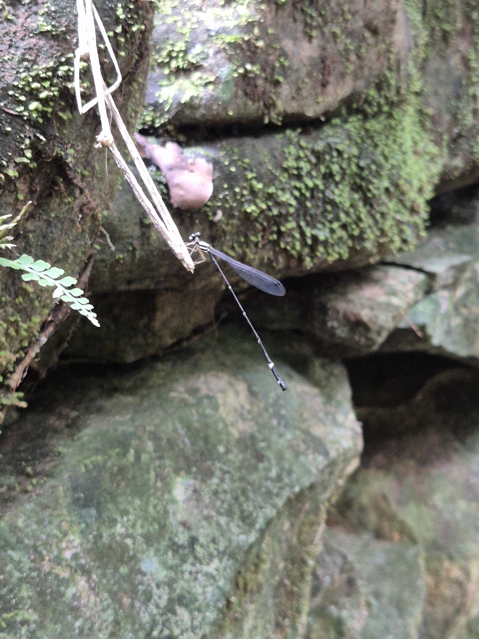 Pied Shadowdamsel