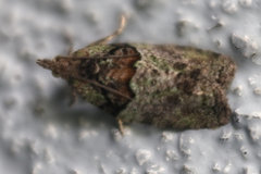 Epinotia nisella
