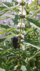 Lycopus americanus