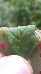 Lycopus americanus