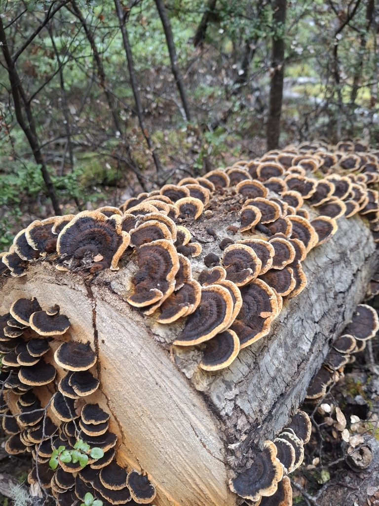 Inonotus nothofagi · May 2025 · photo: © armillariabianca (iNaturalist, cc0)
