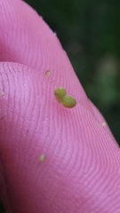 Lemna minor