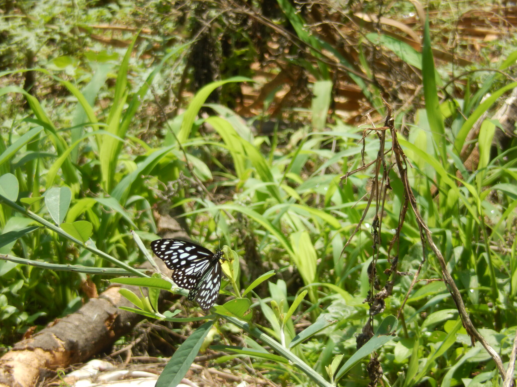Dark Blue Tiger