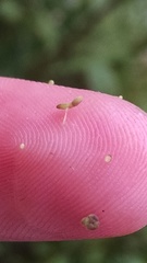 Lemna minor