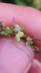 Lemna minor