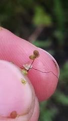 Lemna minor