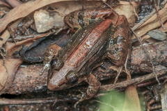 Kirtisinghe's Frog photo 2