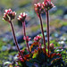 Ottertail Pass Saxifrage - Photo (c) Sune Holt, some rights reserved (CC BY-NC), uploaded by Sune Holt
