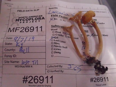 Laccaria laccata pallidifolia