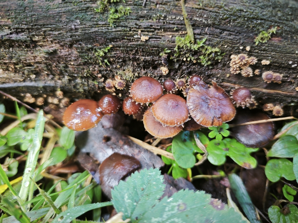 Psathyrella echinata · May 2025 · photo: © azureseedling (iNaturalist, cc-by)