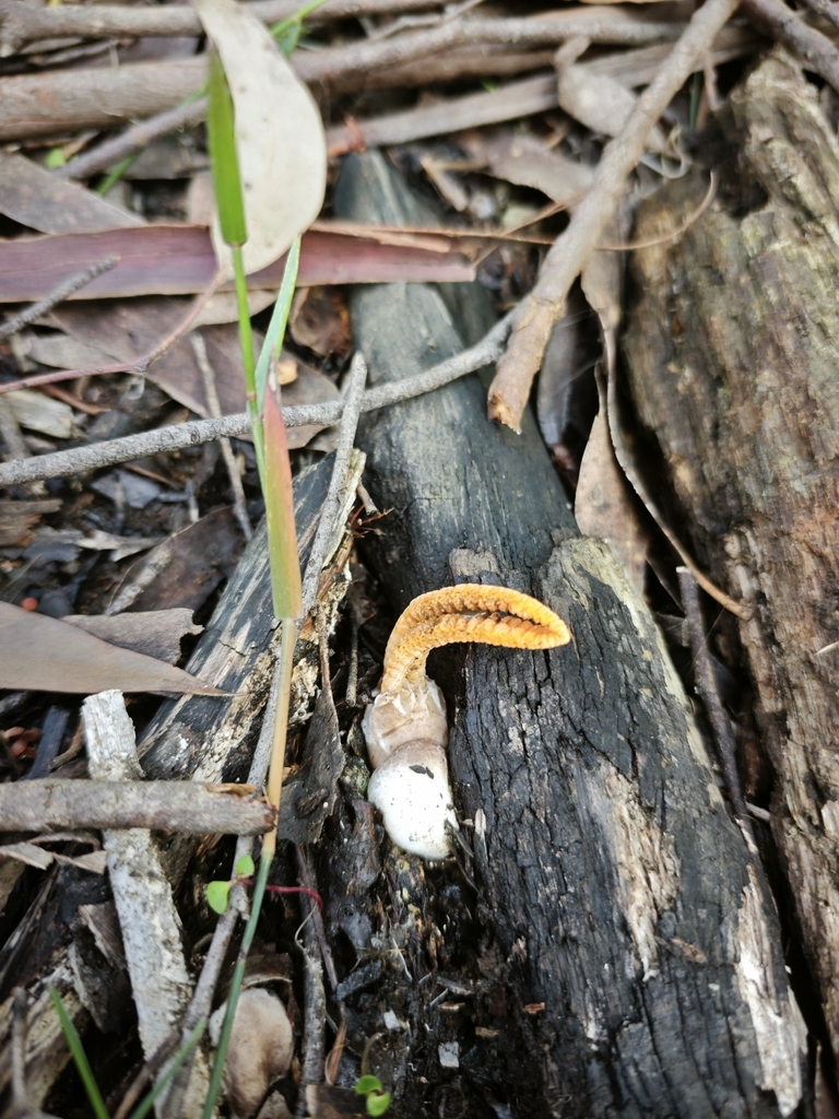 Pseudocolus fusiformis · May 2025 · photo: © azureseedling (iNaturalist, cc-by)