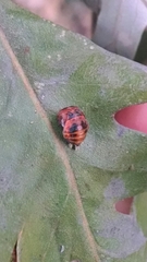 Harmonia axyridis