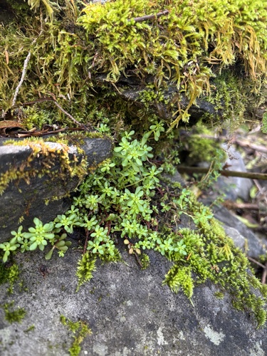 Sedum erythrospermum observed 2025-05-18