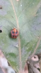 Harmonia axyridis