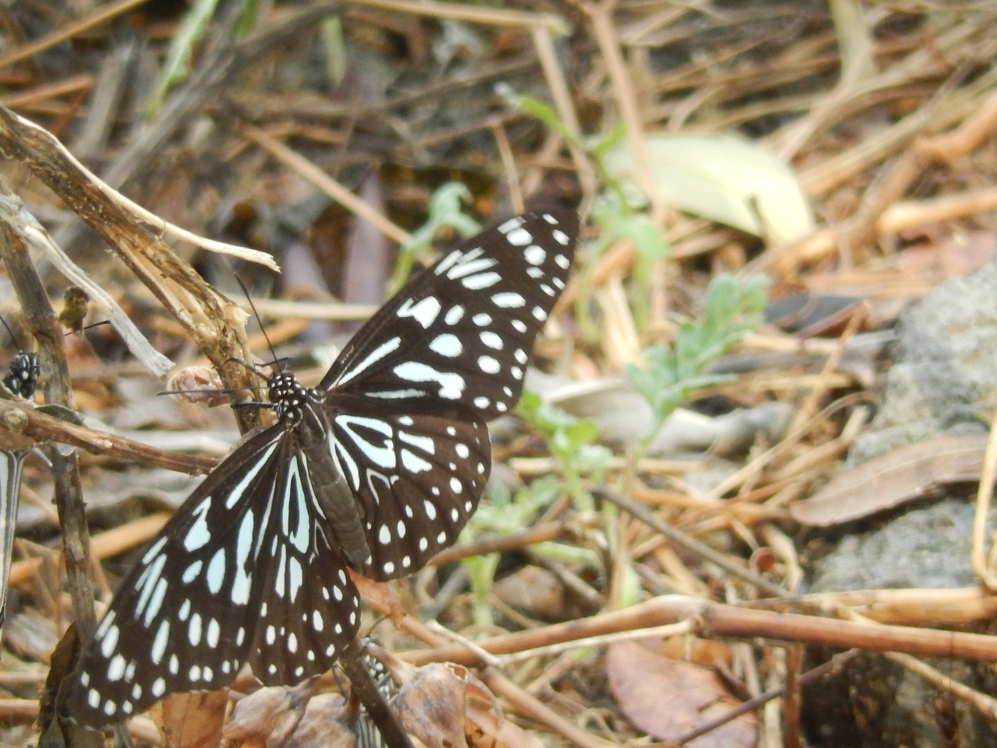 Dark Blue Tiger