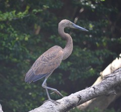 Ardea sumatrana
