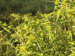 Flaveria campestris