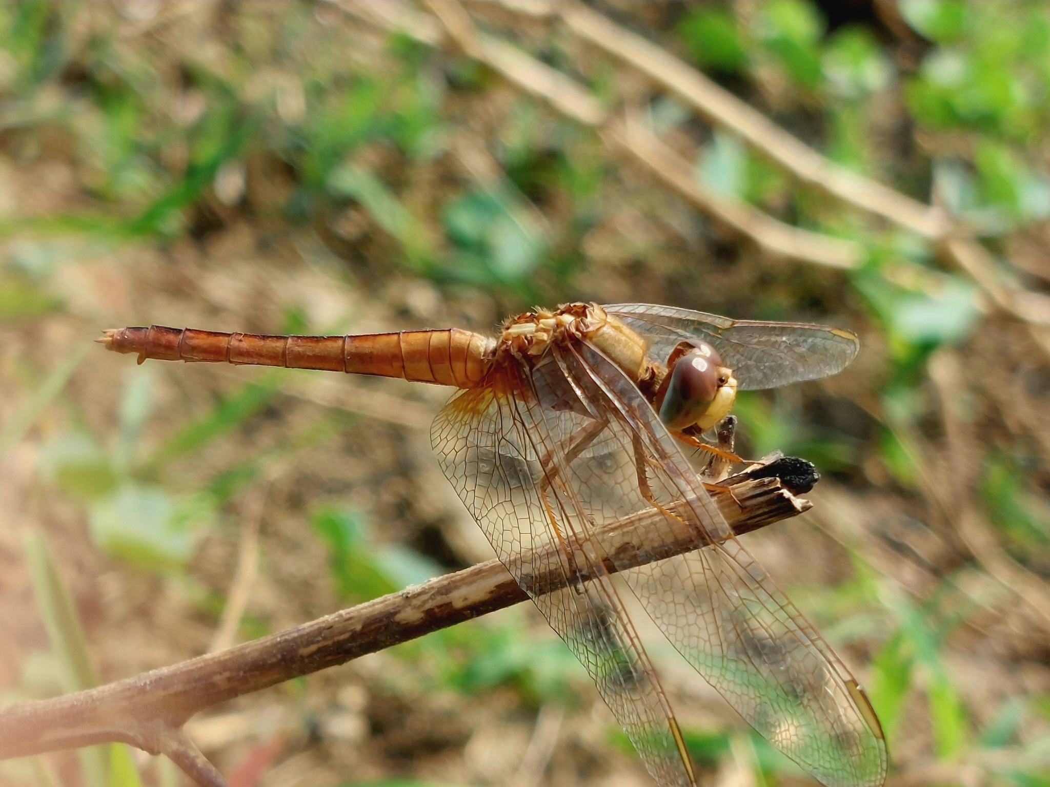 Scarlet Skimmer