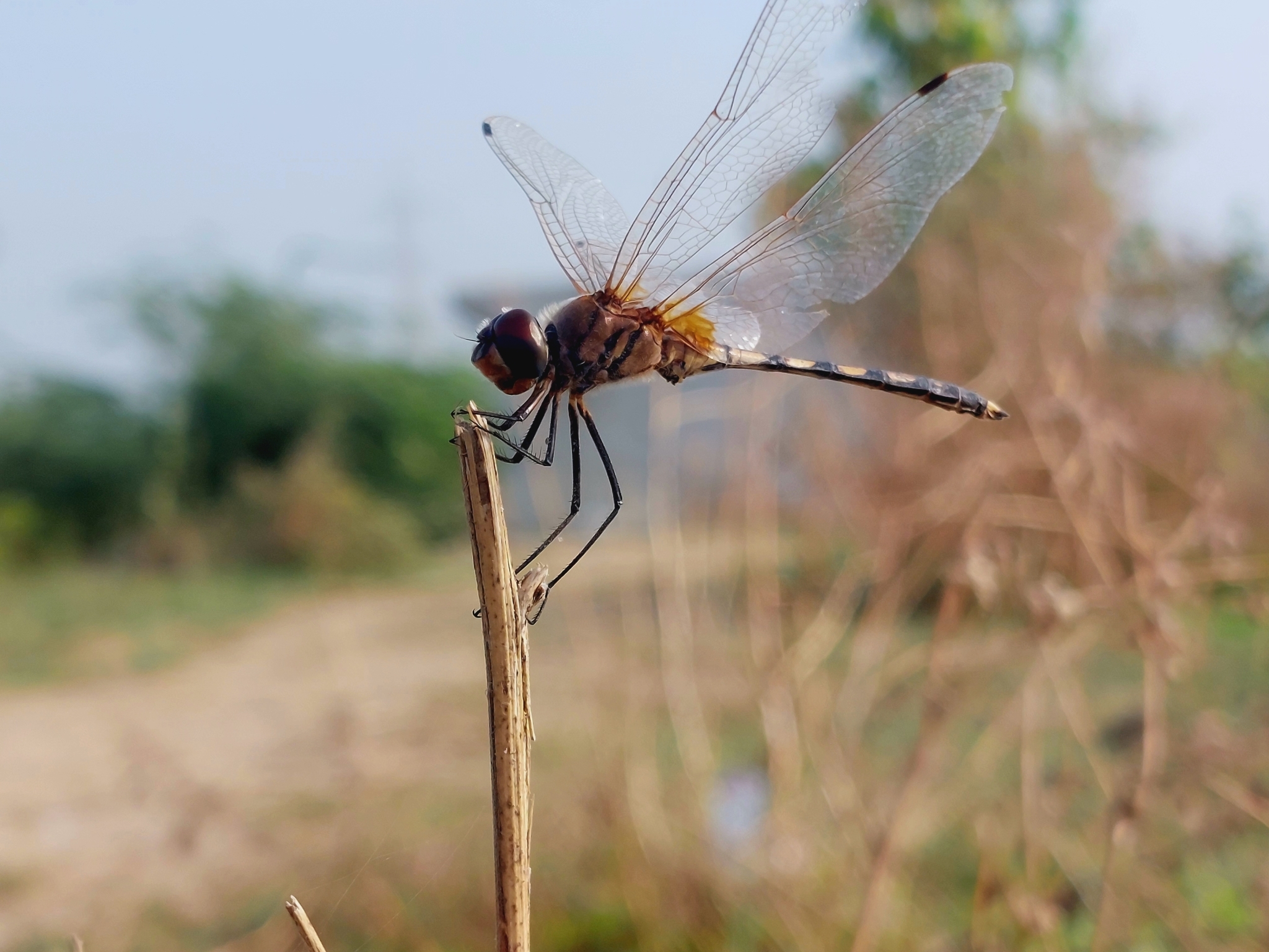 Long-Legged Marsh Glider