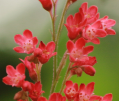 Heuchera sanguinea