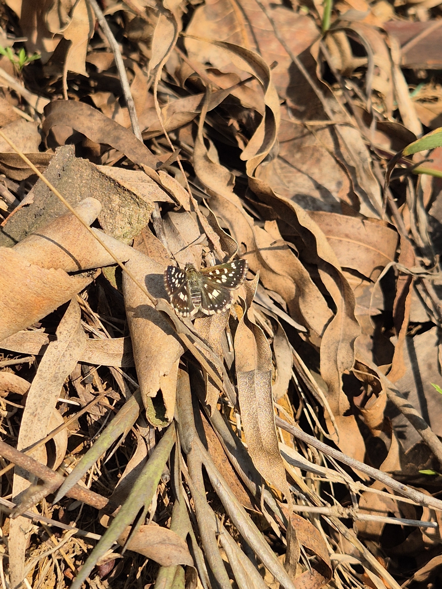 Asian Grizzled Skipper