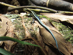 Emoia caeruleocauda